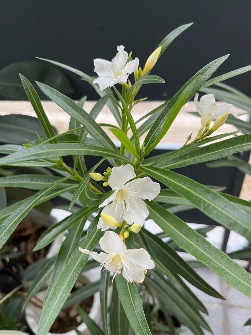 Adelfa with flowers (Category: Plants & Seeds) located in Manila. Submitted by lersonbrie (Listing ID 1379630793, Image 1). Description: With flowers as of posting, 3ft, 1pot pink 250 1pot white 250.