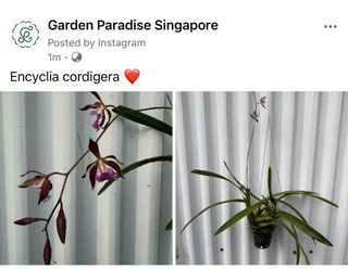 (Category: ) located in . Submitted by gardenparadisesgp (Listing ID 1379672895, Image 1). Description: .