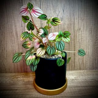 (Category: ) located in . Submitted by lushglassdoor (Listing ID 1379691573, Image 1). Description: .