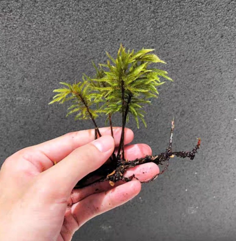 Tree Moss64885068034178110