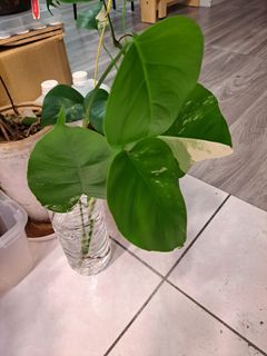 由 lu77698427482 (刊登 ID 1384054274，圖片 1) 提交，位於 的 (類別：)，說明：。