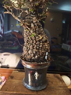 田口潤鉢出售| 網上購買100+ 件田口潤鉢| Carousell