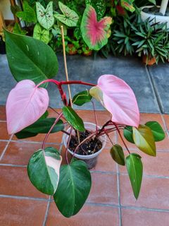 (Category: ) located in . Submitted by utaniaplants (Listing ID 1384232165, Image 1). Description: .