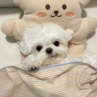 由 yutingyang35487 (刊登 ID 1385992821，圖片 1) 提交，位於 的 (類別：)，說明：。