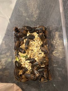 （分類：）位於 。 由 p_everything128 提交（商品編號 1385853152，圖片 1）。簡介： 。