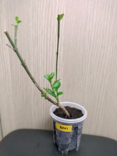 （分類：）位於 。 由 best_finding 提交（商品編號 1385125692，圖片 1）。簡介： 。