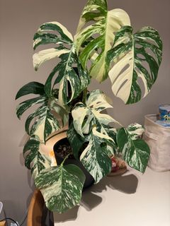 （分類：）位於 。 由 mtrlb_chris 提交（商品編號 1385977346，圖片 1）。簡介： 。
