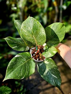 (Category: ) located in . Submitted by plantedbydan (Listing ID 1385954584, Image 1). Description: .
