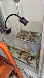 (Category: ) located in . Submitted by lessening (Listing ID 1385844871, Image 1). Description: .