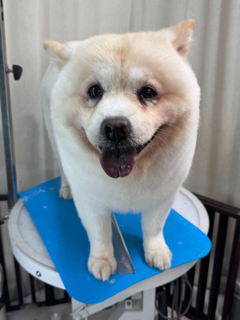 Mobile Dog Dog Groomers Central Coast Sale Mobile Pet Grooming