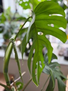 （分類：）位於 。 由 silverflower_ae9909 提交（商品編號 1386042128，圖片 1）。簡介： 。
