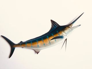 (Category: ) located in . Submitted by fishdecor.sg (Listing ID 1386078364, Image 1). Description: .