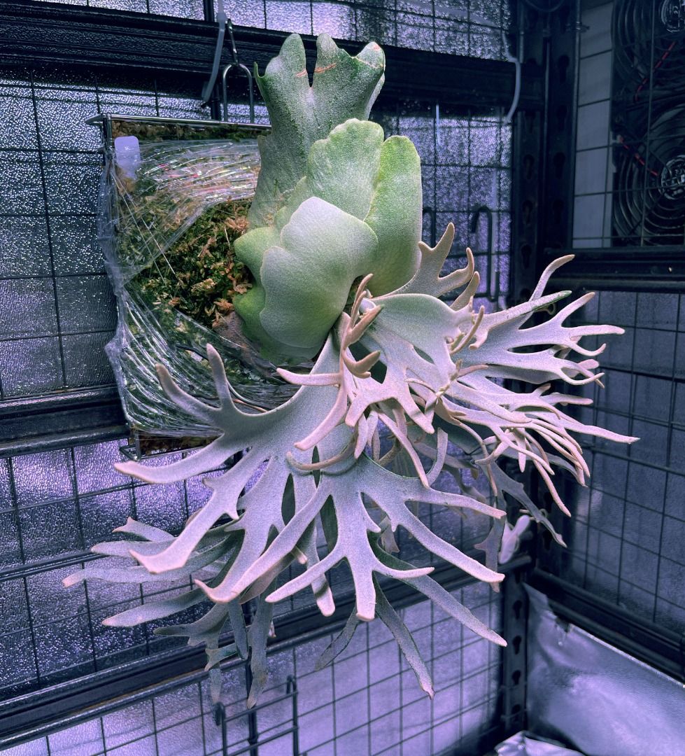 鹿角蕨p.willinckii cv. Blue Queen (select form) Nook 侏儒藍皇后