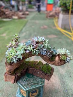 (Category: ) located in . Submitted by planthub (Listing ID 1386041282, Image 1). Description: .