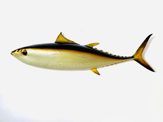 (Category: ) located in . Submitted by fishdecor.sg (Listing ID 1386261247, Image 1). Description: .