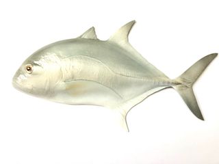 (Category: ) located in . Submitted by fishdecor.sg (Listing ID 1386217233, Image 1). Description: .