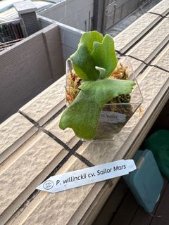 （分類：）位於 。 由 platypusgp 提交（商品編號 1386395921，圖片 1）。簡介： 。