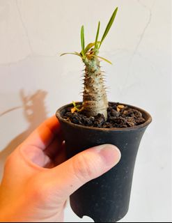 由 wuuabby (刊登 ID 1386546651，圖片 1) 提交，位於 的 (類別：)，說明：。