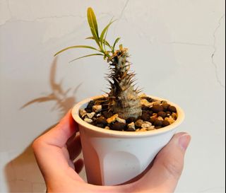 由 wuuabby (刊登 ID 1386547714，圖片 1) 提交，位於 的 (類別：)，說明：。