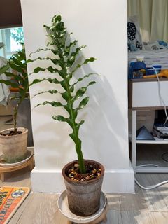 （分類：）位於 。 由 wansonluk 提交（商品編號 1386441124，圖片 1）。簡介： 。