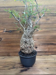 （分類：）位於 。 由 cactusclubnurseryyyy 提交（商品編號 1386413767，圖片 1）。簡介： 。