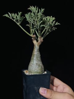 (Category: ) located in . Submitted by cuteplantsworld (Listing ID 1386545066, Image 1). Description: .