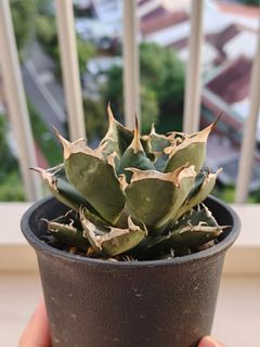 (Category: ) located in . Submitted by petiteplantsg (Listing ID 1386514249, Image 1). Description: .