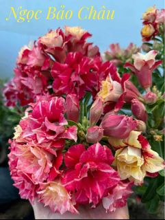 (Category: ) located in . Submitted by lil.greenthumb.sg (Listing ID 1386543150, Image 1). Description: .