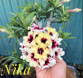(Category: ) located in . Submitted by lil.greenthumb.sg (Listing ID 1386543380, Image 1). Description: .