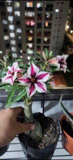 (Category: ) located in . Submitted by lil.greenthumb.sg (Listing ID 1386542981, Image 1). Description: .