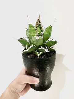 Y2【AGAVE TITANOTA ' Sea King海王 】アガベ チタノタ 強棘 海王 極上大株