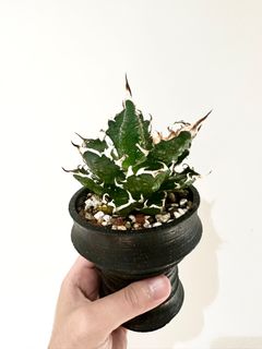 （分類：）位於 。 由 ben202259 提交（商品編號 1386637739，圖片 1）。簡介： 。