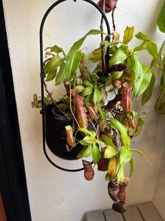 (Category: ) located in . Submitted by elasticplastic (Listing ID 1386704562, Image 1). Description: .