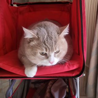 (Category: ) located in . Submitted by nicole.sulaeman (Listing ID 1386613987, Image 1). Description: .
