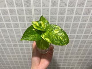 （分類：）位於 。 由 Mars_ 提交（商品編號 1384015252，圖片 1）。簡介： 。
