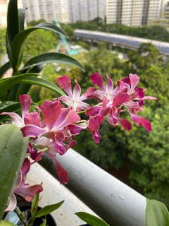 (Category: ) located in . Submitted by orchid_corner (Listing ID 1383756257, Image 1). Description: .