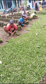 (Kategori: ) berada di . Dikirim oleh supplierrumput (ID iklan 1386851655, Gambar 1). Deskripsi: .