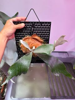 （分類：）位於 。 由 FernAroid 提交（商品編號 1386802741，圖片 1）。簡介： 。