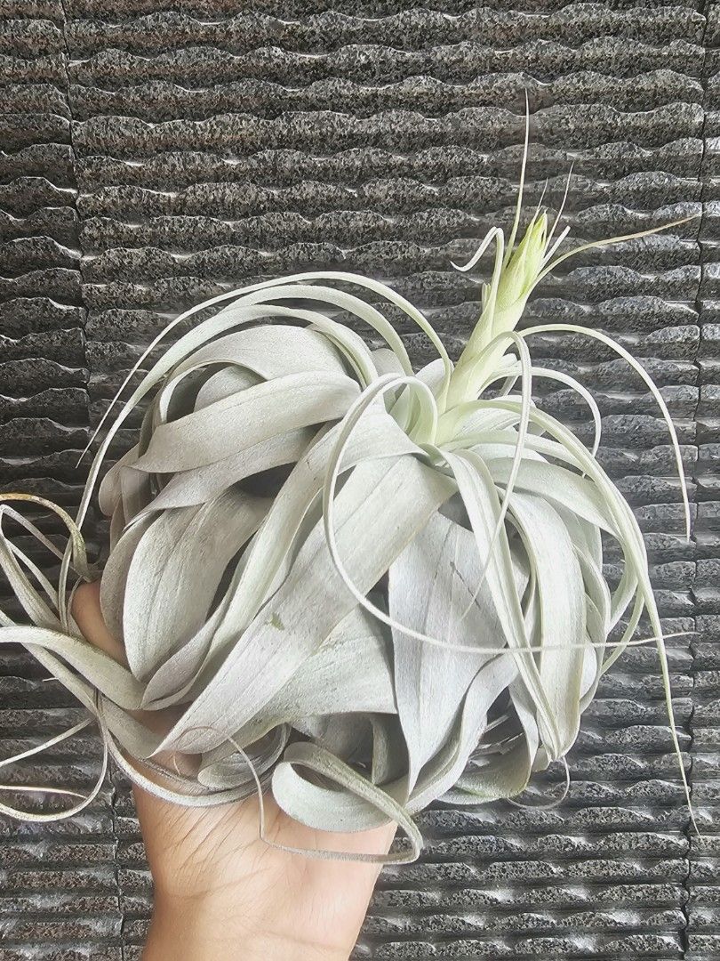 Stunning Xerographica flowering king of airplants air plant tillandsia ...