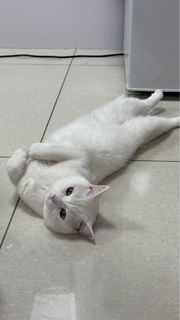 由 c__cw (刊登 ID 1387115947，圖片 1) 提交，位於 的 (類別：)，說明：。