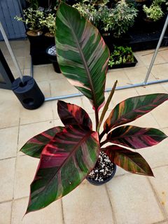 (Category: ) located in . Submitted by edibleherbs (Listing ID 1386990822, Image 1). Description: .