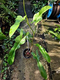 (Category: ) located in . Submitted by plantedbydan (Listing ID 1387116388, Image 1). Description: .