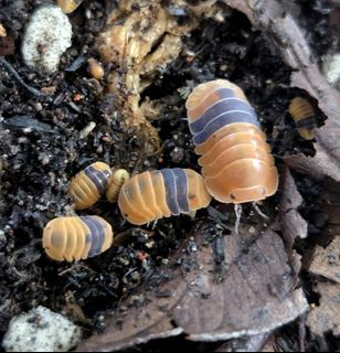 (Category: ) located in . Submitted by fishandplants (Listing ID 1387305034, Image 1). Description: .