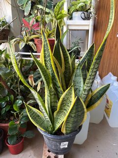 (Category: ) located in . Submitted by gracejes (Listing ID 1387309210, Image 1). Description: .