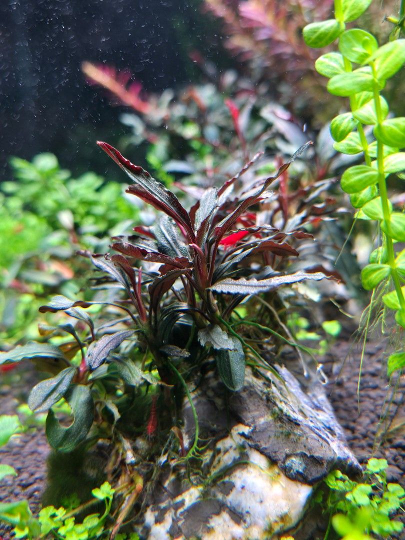 Bucephalandra (Category: Homes & Other Pet Accessories) located in Singapore. Submitted by aquaticstore (Listing ID 1387279747, Image 3). Description: Bucephalandra on rock.