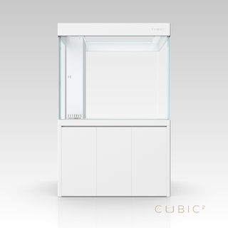 Monster fish For Sale Buy 100+ Monster fish online Carousell