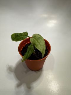 (Category: ) located in . Submitted by plantsnstuff (Listing ID 1387372392, Image 1). Description: .