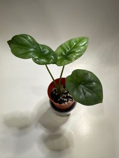 (Category: ) located in . Submitted by plantsnstuff (Listing ID 1387377132, Image 1). Description: .