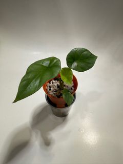 (Category: ) located in . Submitted by plantsnstuff (Listing ID 1387377668, Image 1). Description: .