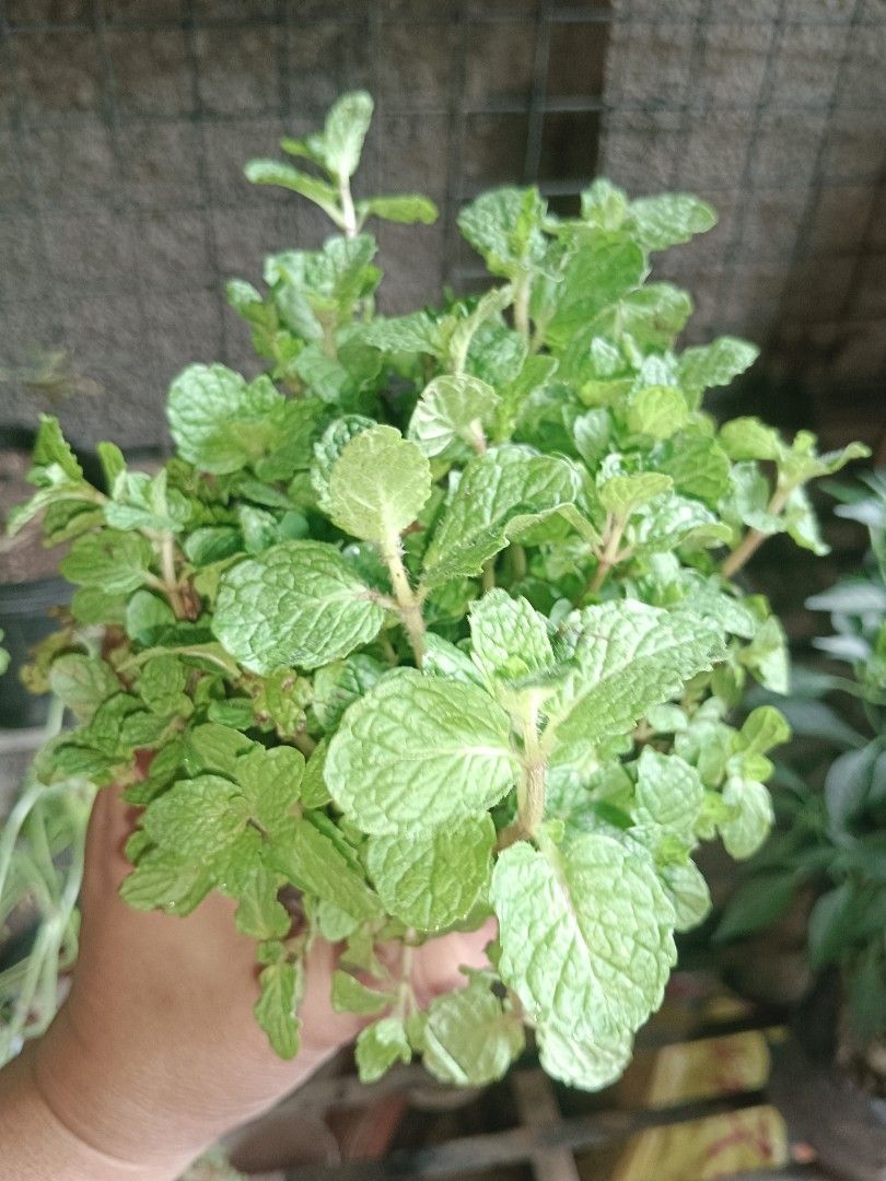 Peppermint herb plant (Category: Plants & Seeds) located in Quezon City. Submitted by cjpadilla (Listing ID 1387356487, Image 3). Description: .